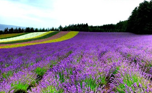 日本北海道婚礼-蜜月-旅游