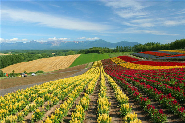 日本北海道婚礼-蜜月-旅游