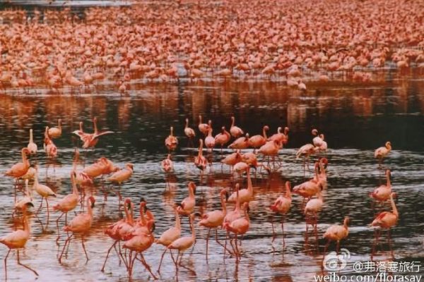 非洲游猎safari