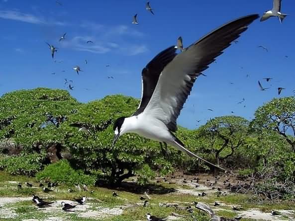 库金岛特别自然保护区