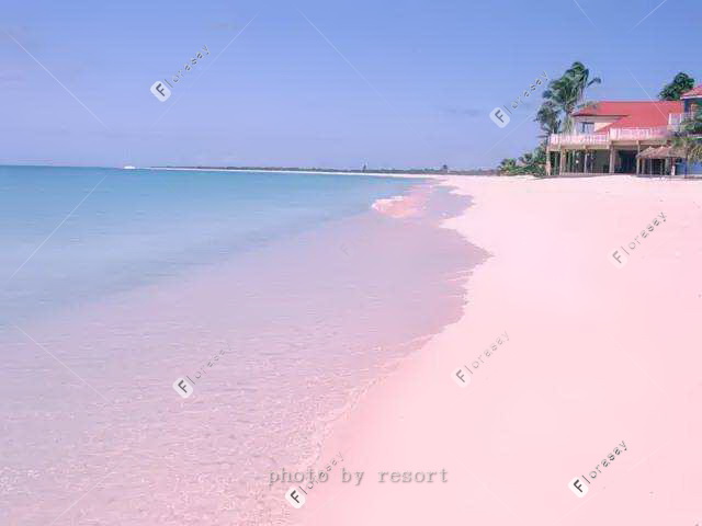 加勒比风情巴哈马海外婚礼，粉红沙滩浪漫婚礼套餐